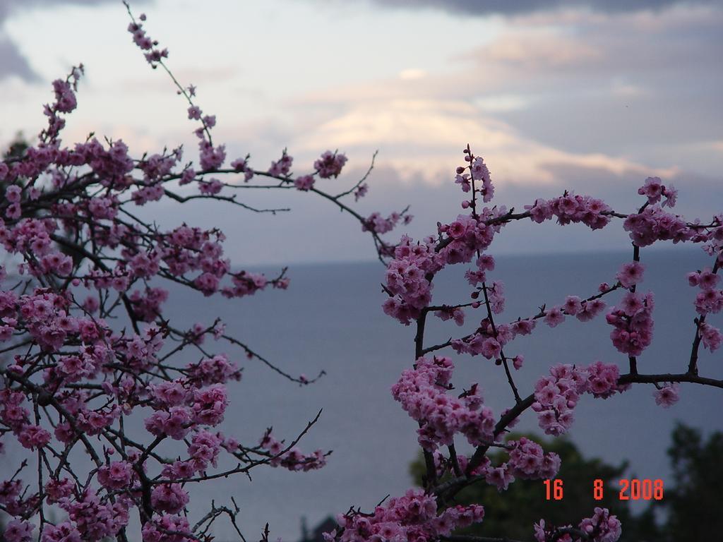 Cabanas El Bosque Patagonico Frutillar Bilik gambar